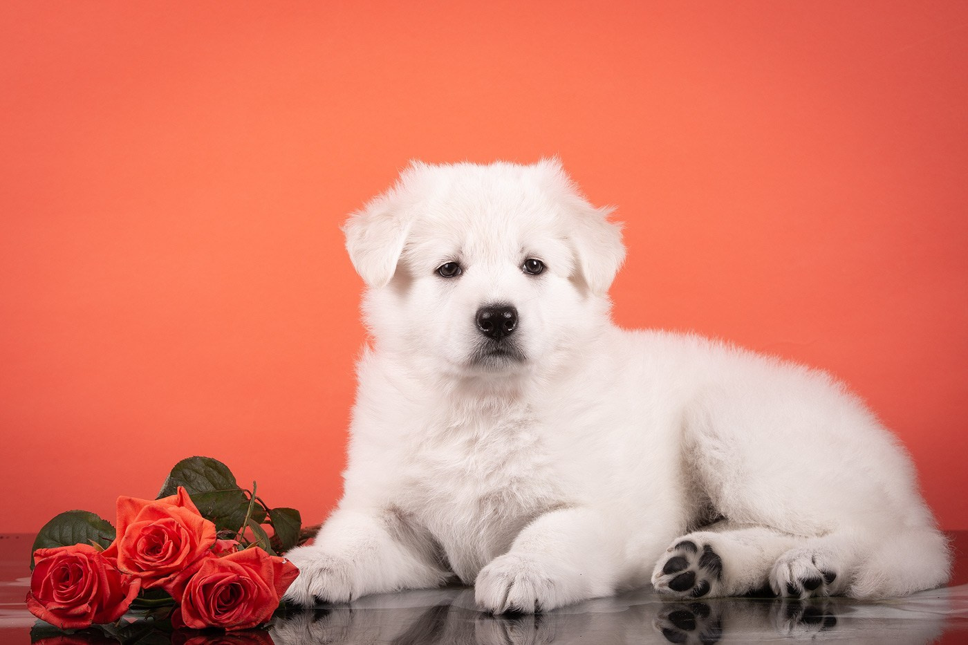 Фоны. Фотограф-анималист Natalia Deingel | Фотосъемка собак в Москве