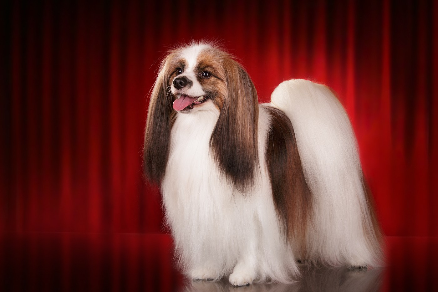 Выбираем тип съёмки (1). Фотограф-анималист Natalia Deingel | Фотосъемка собак в Москве