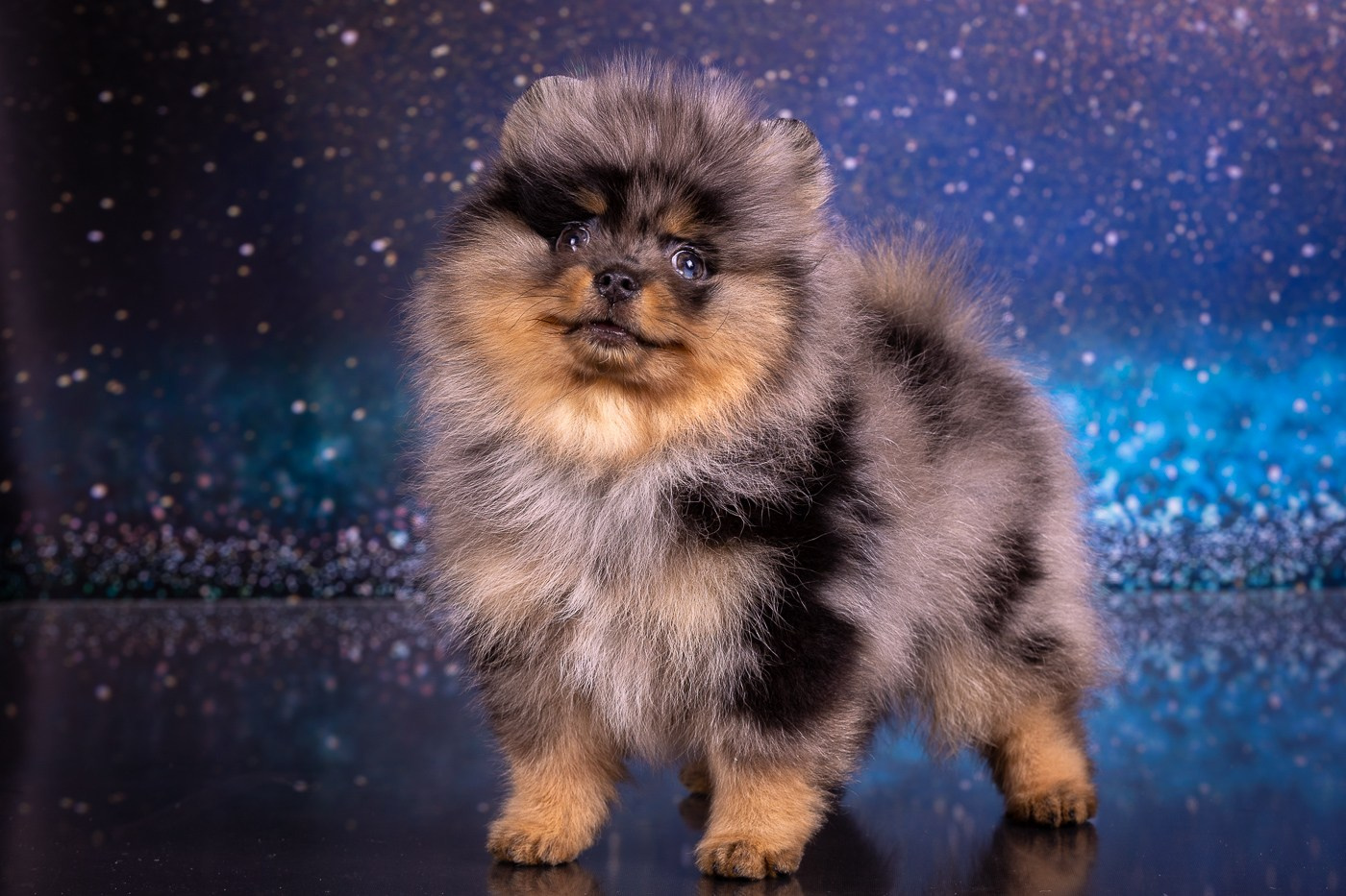 Фоны. Фотограф-анималист Natalia Deingel | Фотосъемка собак в Москве