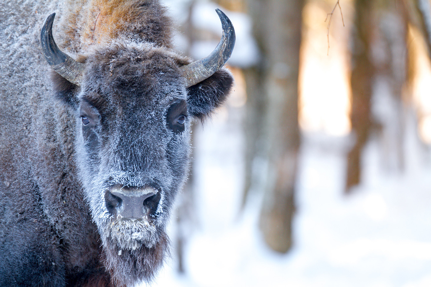 фототуры, фототур, экспедиция, животные, приключение, путешествие, поездка, туры выходного дня, туры по России, фототуры по России, дикая природа, зубры, Калужские засеки