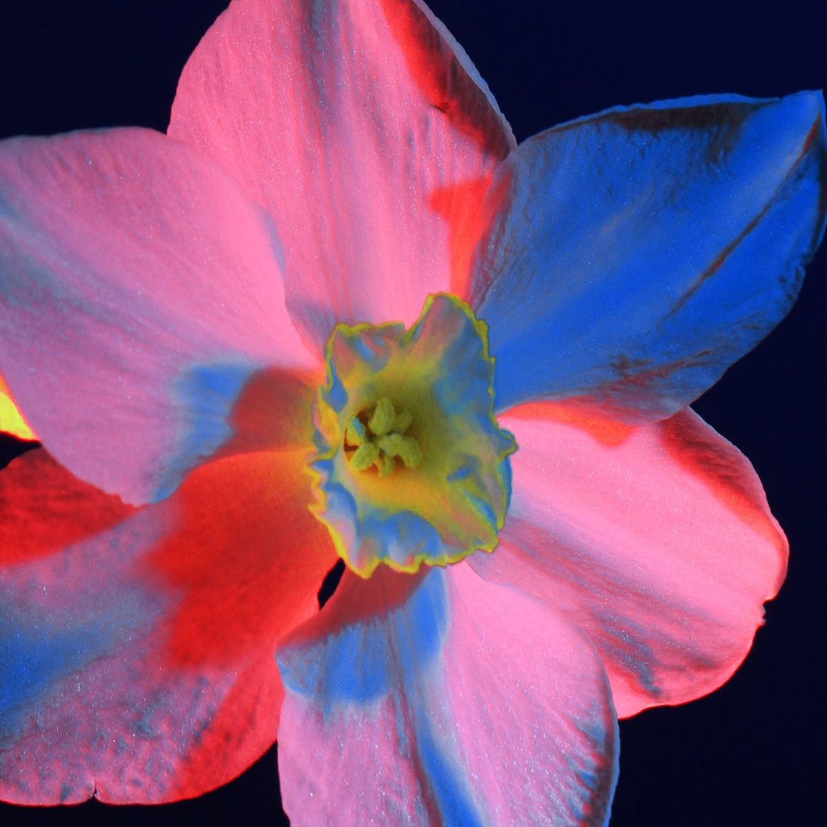 Фотограф Стоделова Любовь