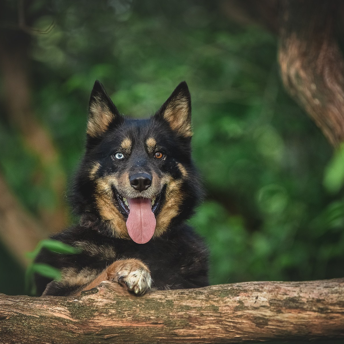 Обо мне. Фотограф-анималист в Москве и Подмосковье