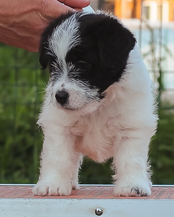 LITTER «В» 23/04/2026. CANE MAESTRO — kennel Jack Russell Terrier