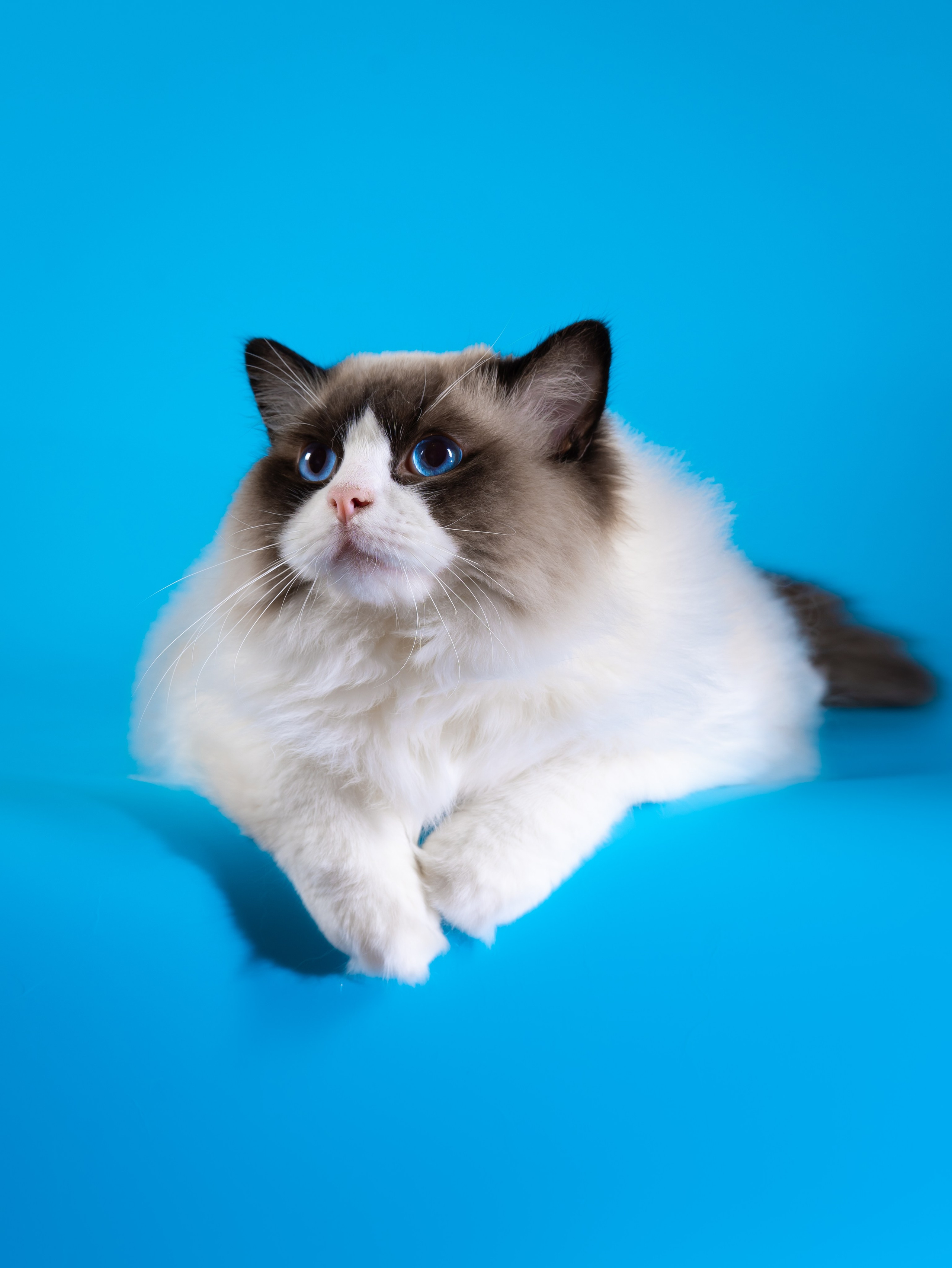 Котята рэгдолл от Loyal Adore. Питомник рэгдолл Loyal Adore