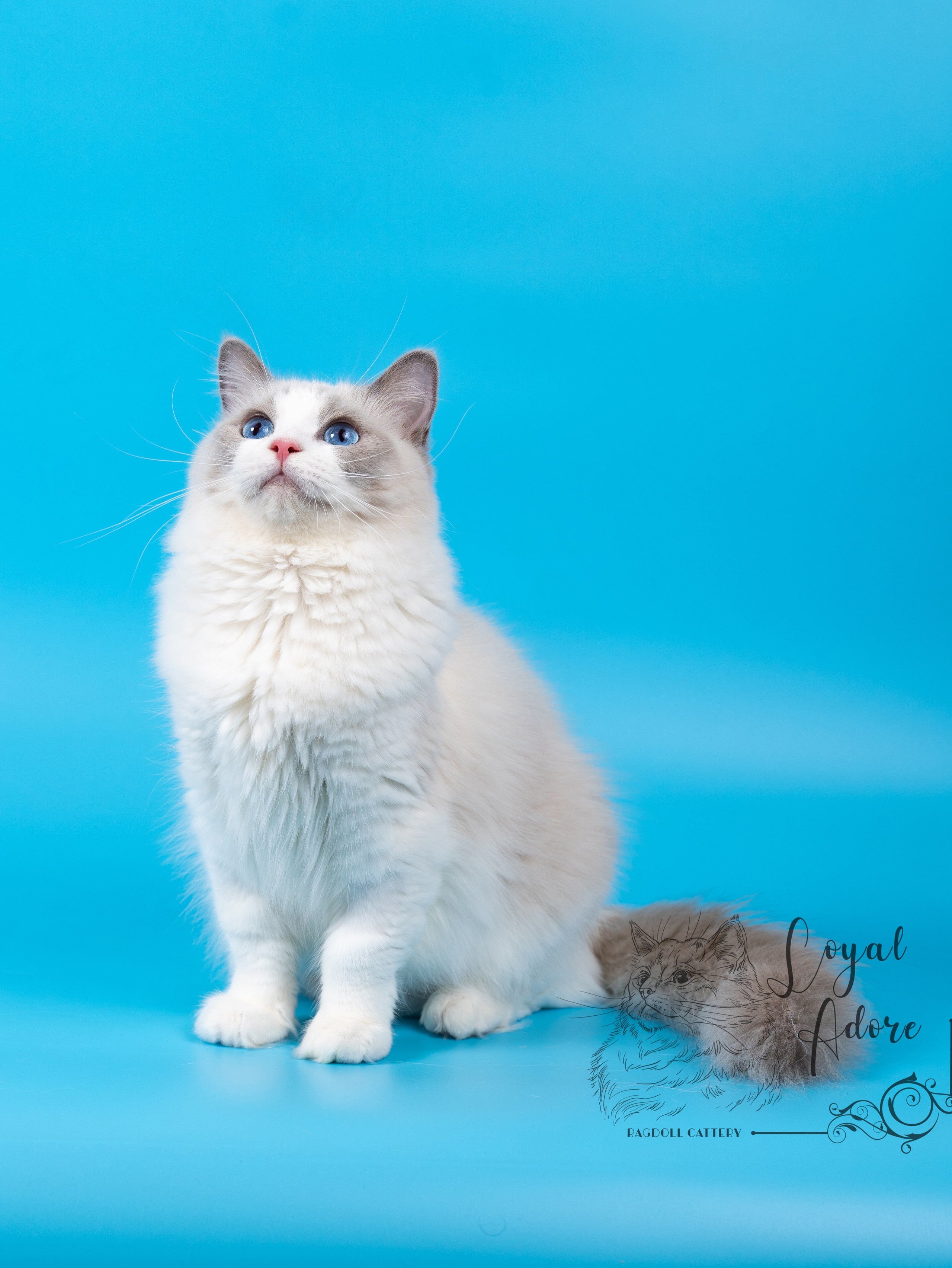 Котята рэгдолл от Loyal Adore. Питомник рэгдолл Loyal Adore