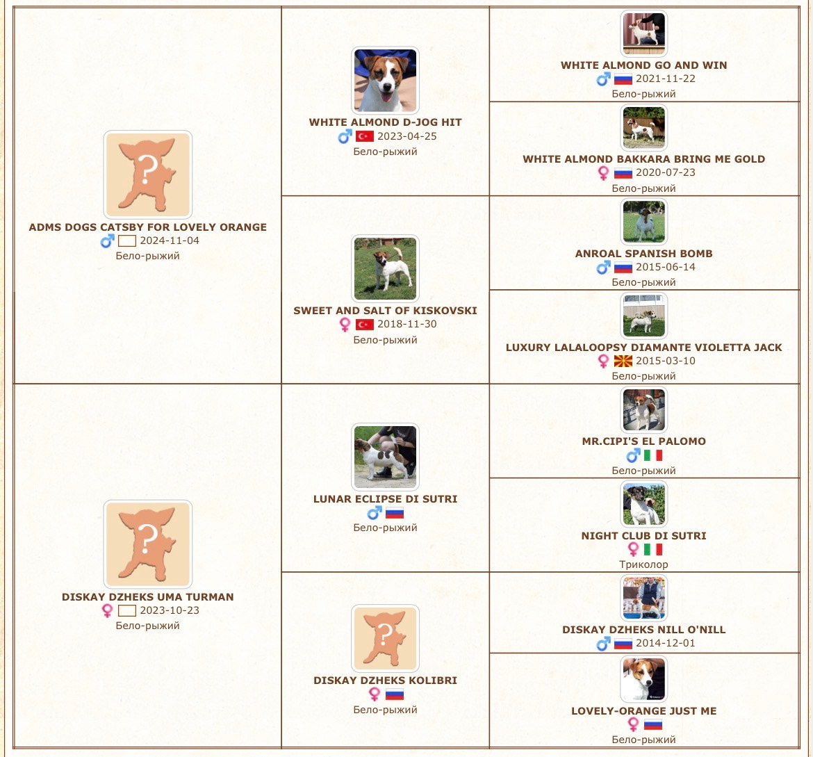 LITTER «K» 07.12.2025. Lovely-Orange питомник джек рассел терьеров