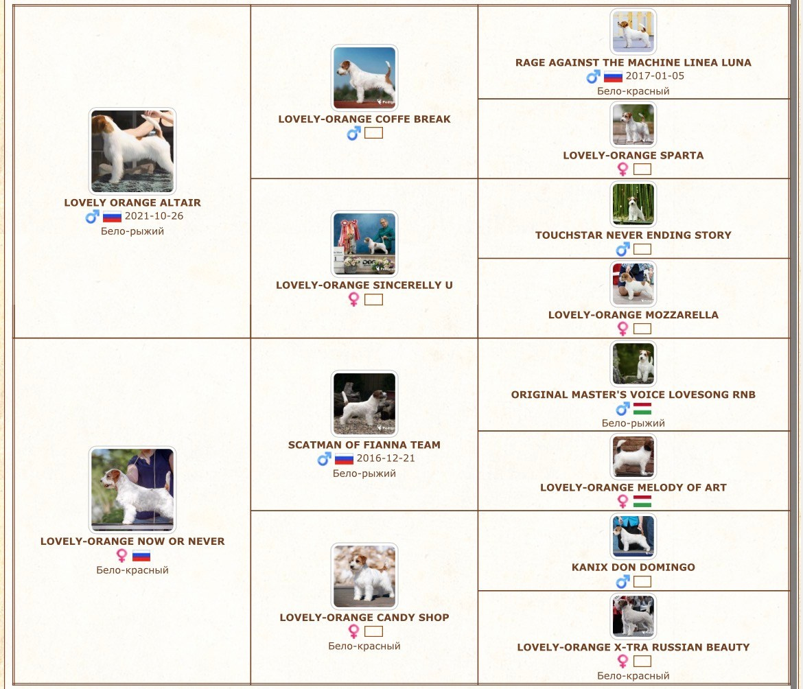 LITTER «С» 07.11.2025. Lovely Orange kennel Jack Russell Terrier FCI/RKF