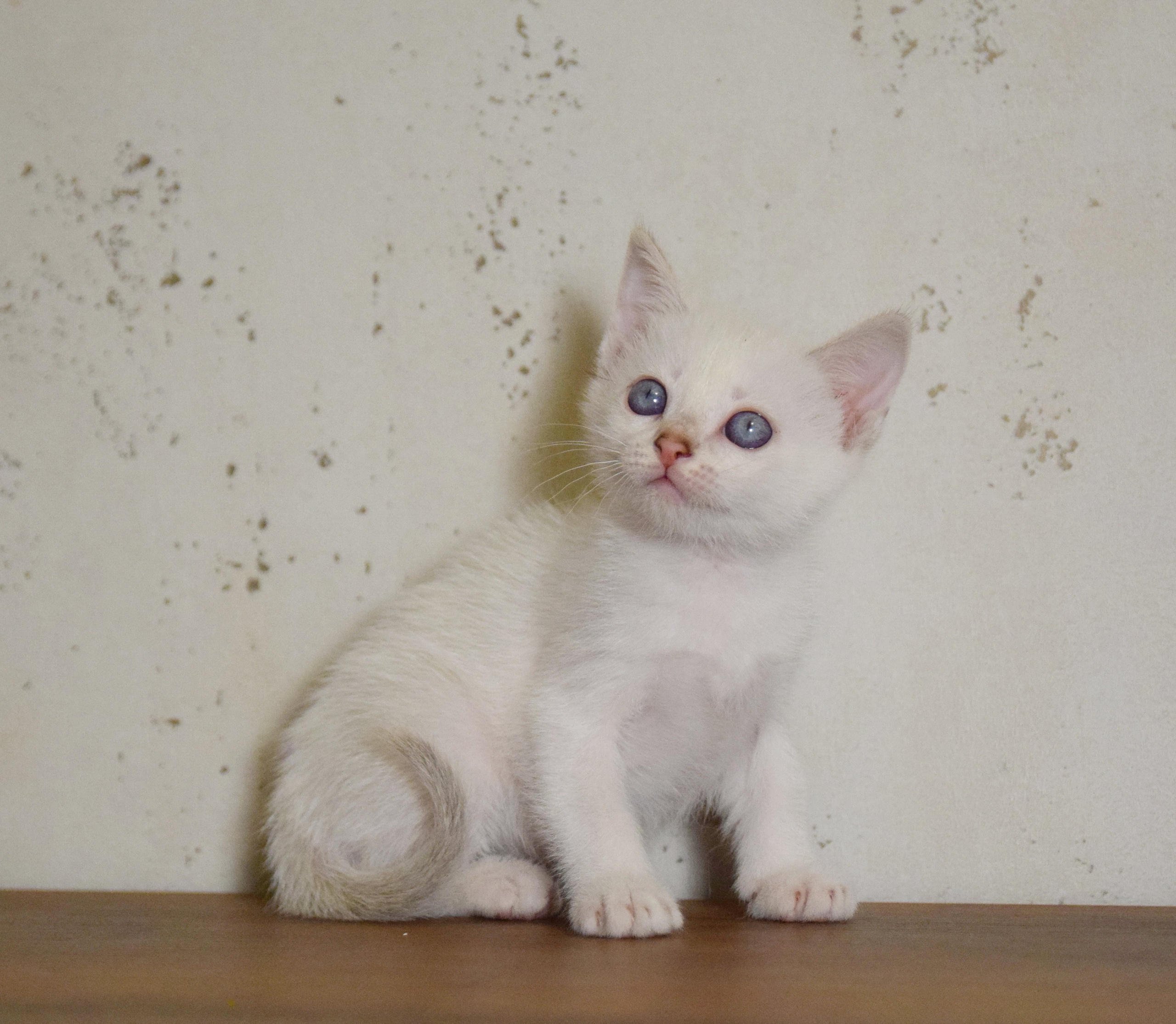 Котята. Питомник тайских кошек в Санкт-Петербурге Noyland