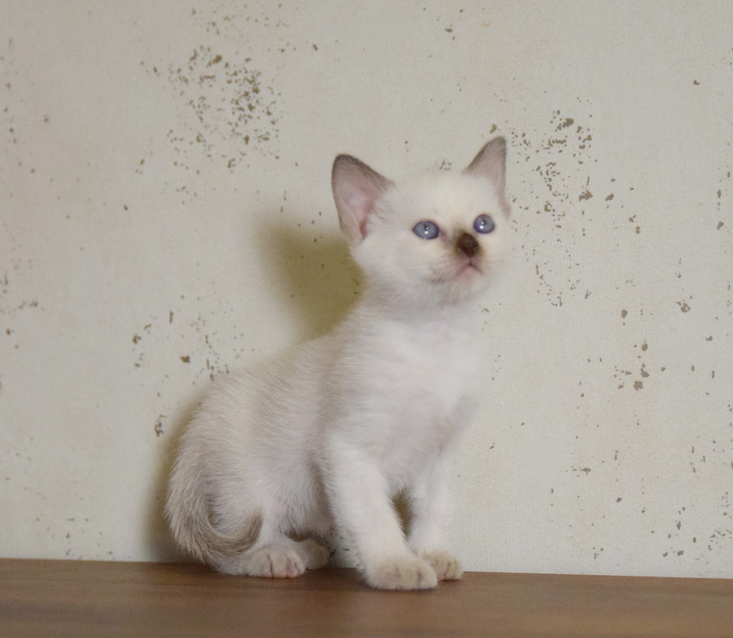 Котята. Питомник тайских кошек в Санкт-Петербурге Noyland