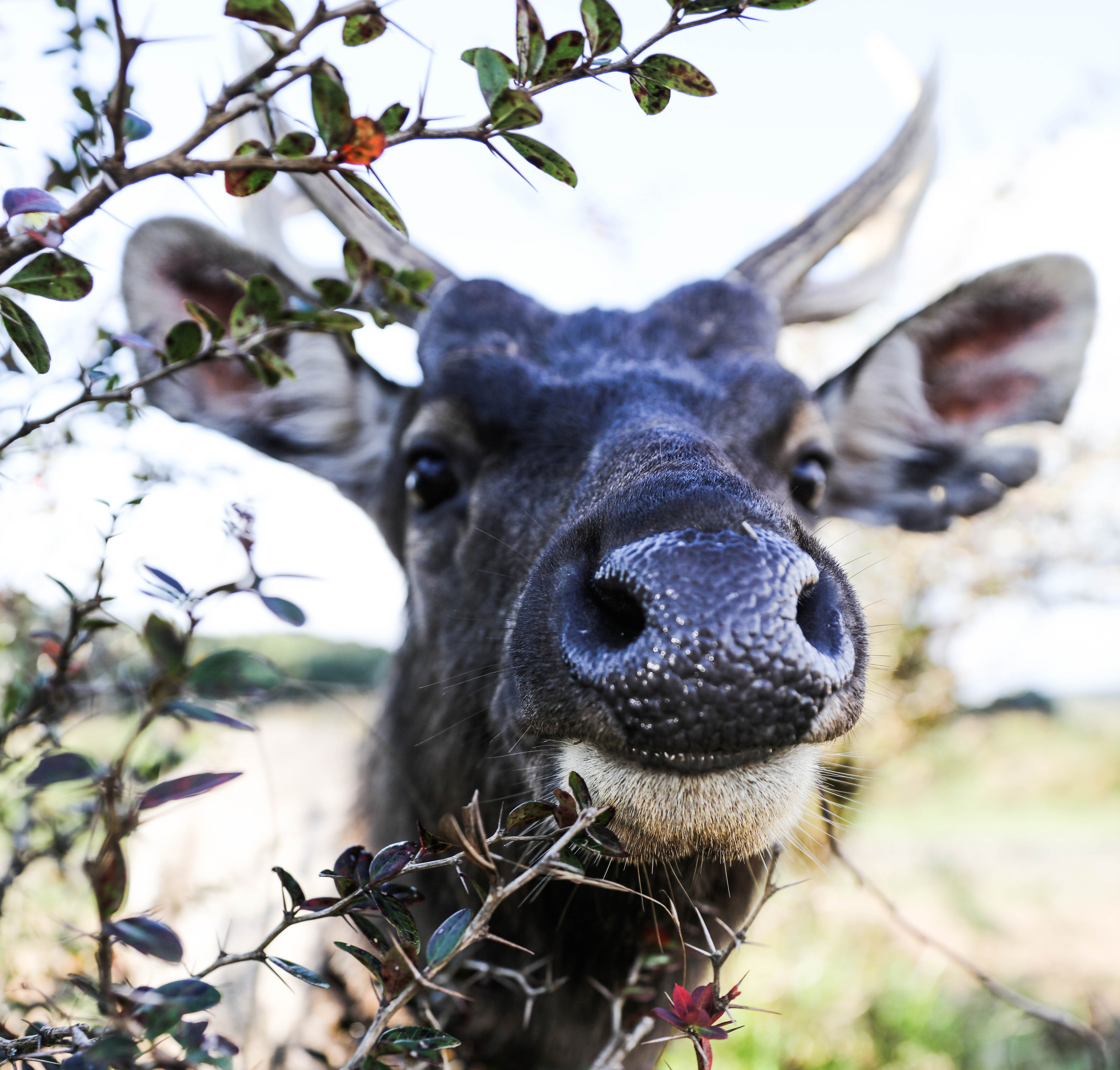 2019 — Шри Ланка. OneSnap