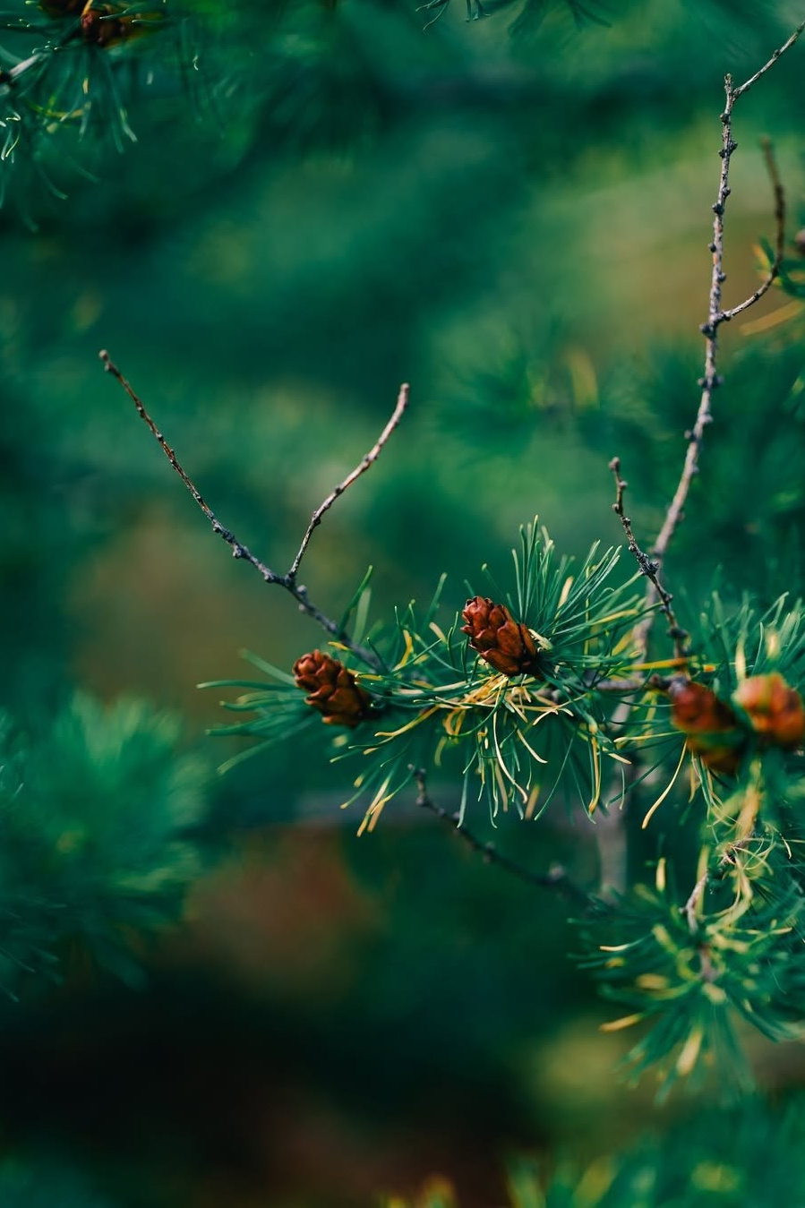 Тур на плато Путорана с вертолетом 2026 — в панорамных домиках