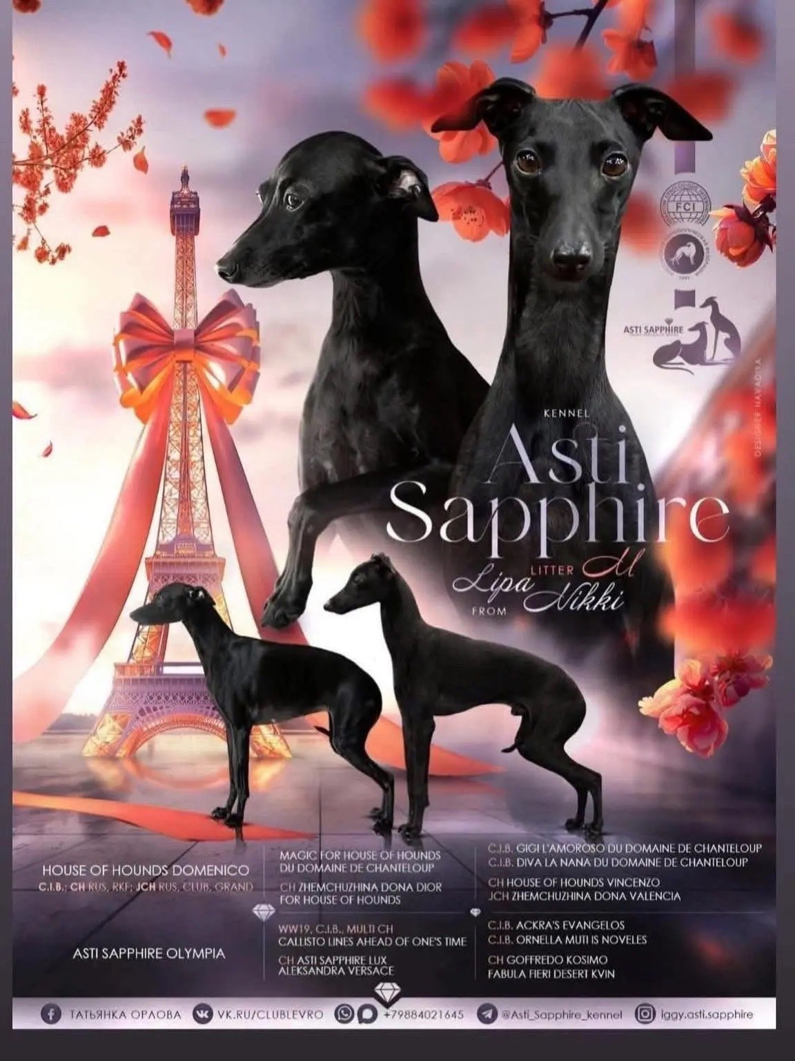Миниатюрная Вера. Professional Italian Greyhound Kennel RKF/FCI ASTI SAPPHIRE 💎 Sochi|St. Petersburg