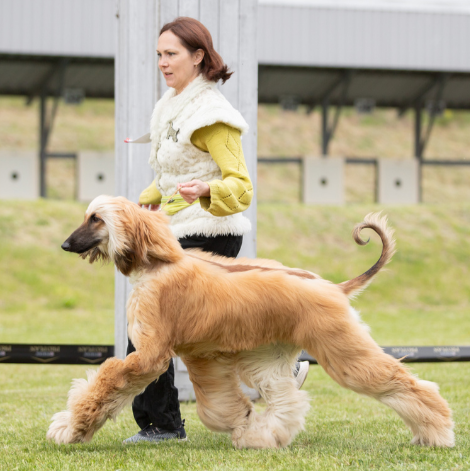 Галерея фотографий афганской борзой
