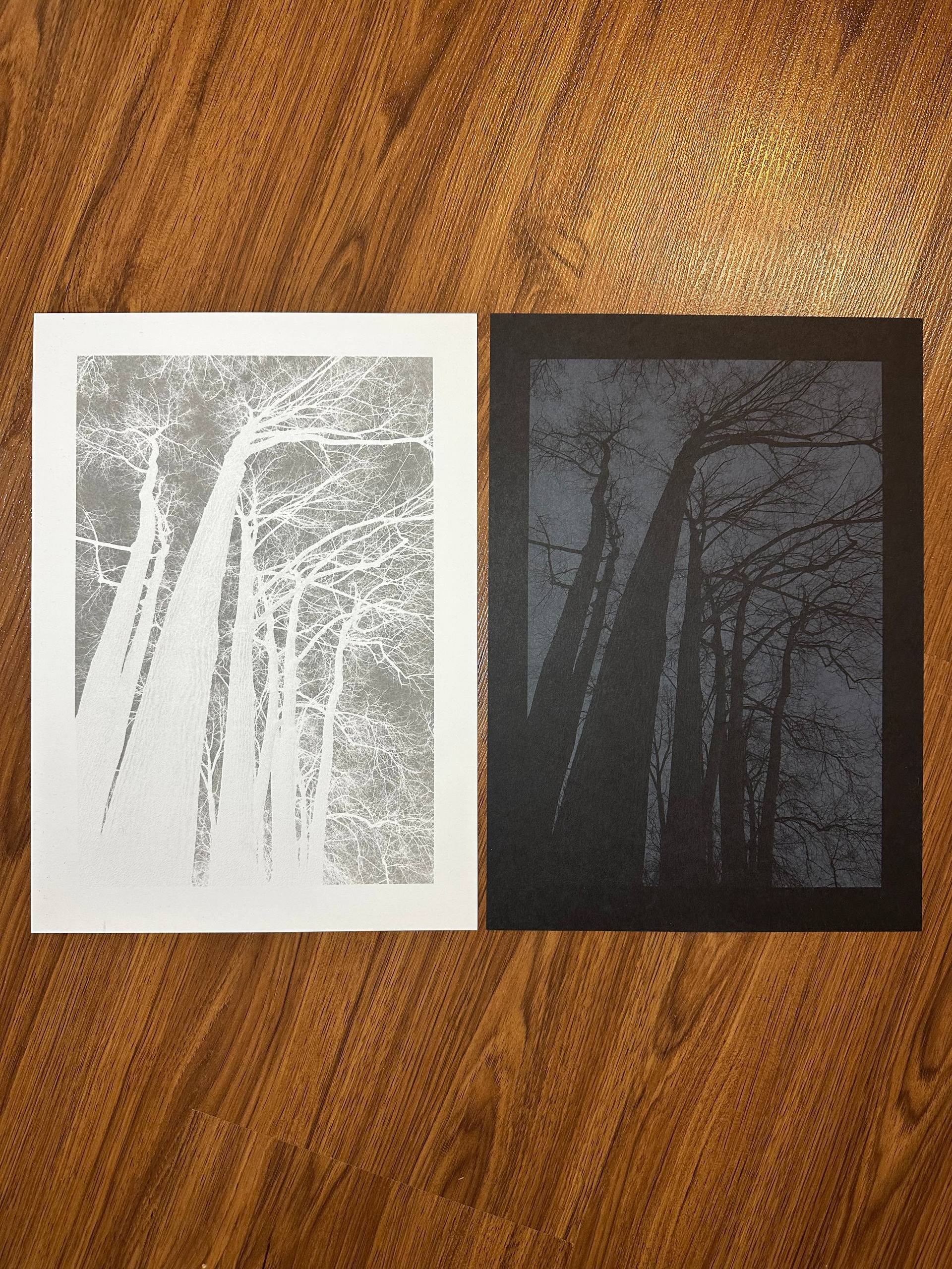 Аллигаторы. Elena Anosova is an award-winning visual artist