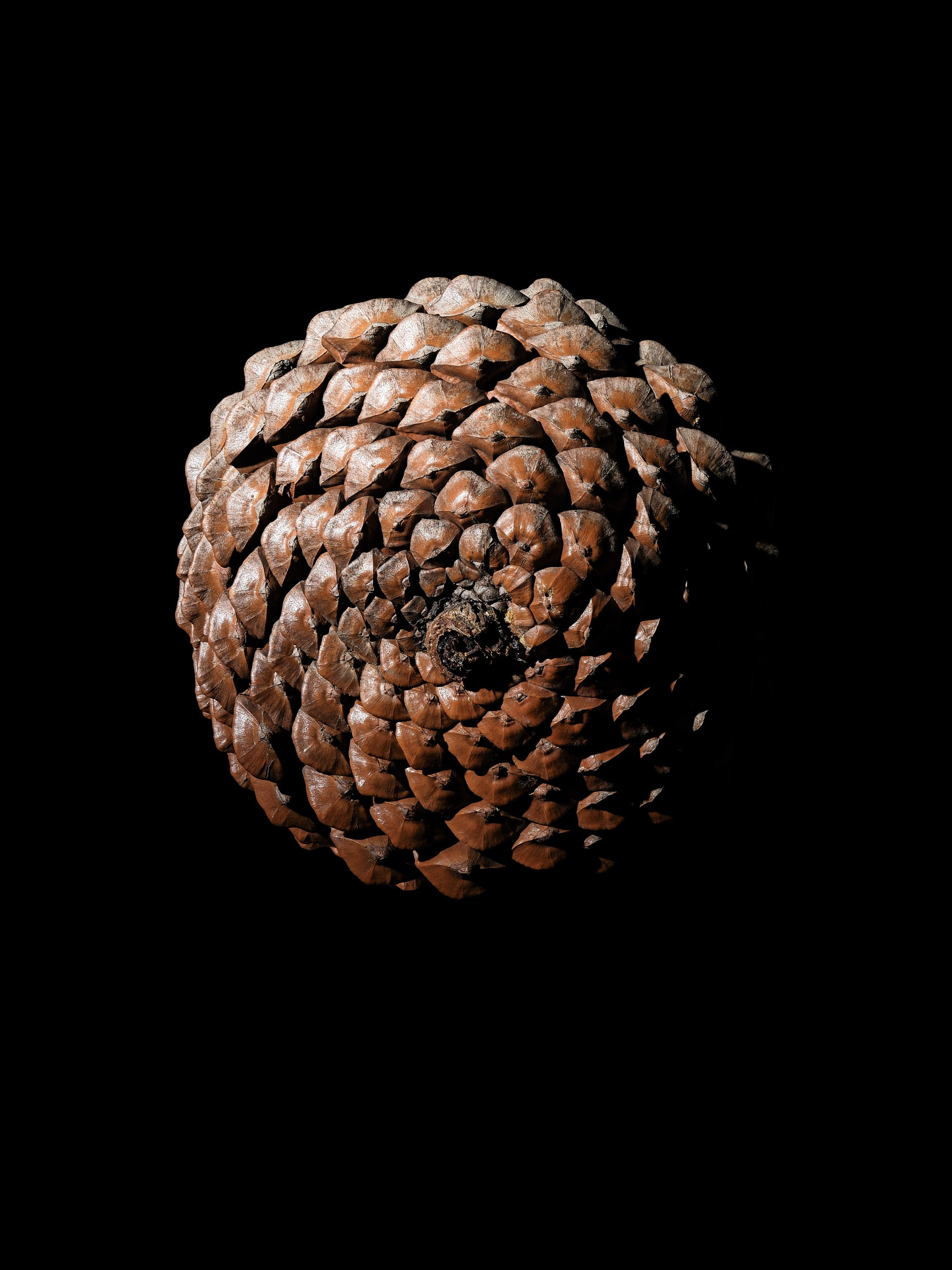 Сосновая шишка в фронтальной композиции на чёрном фоне, серия DENSITY, авторская арт-фотография