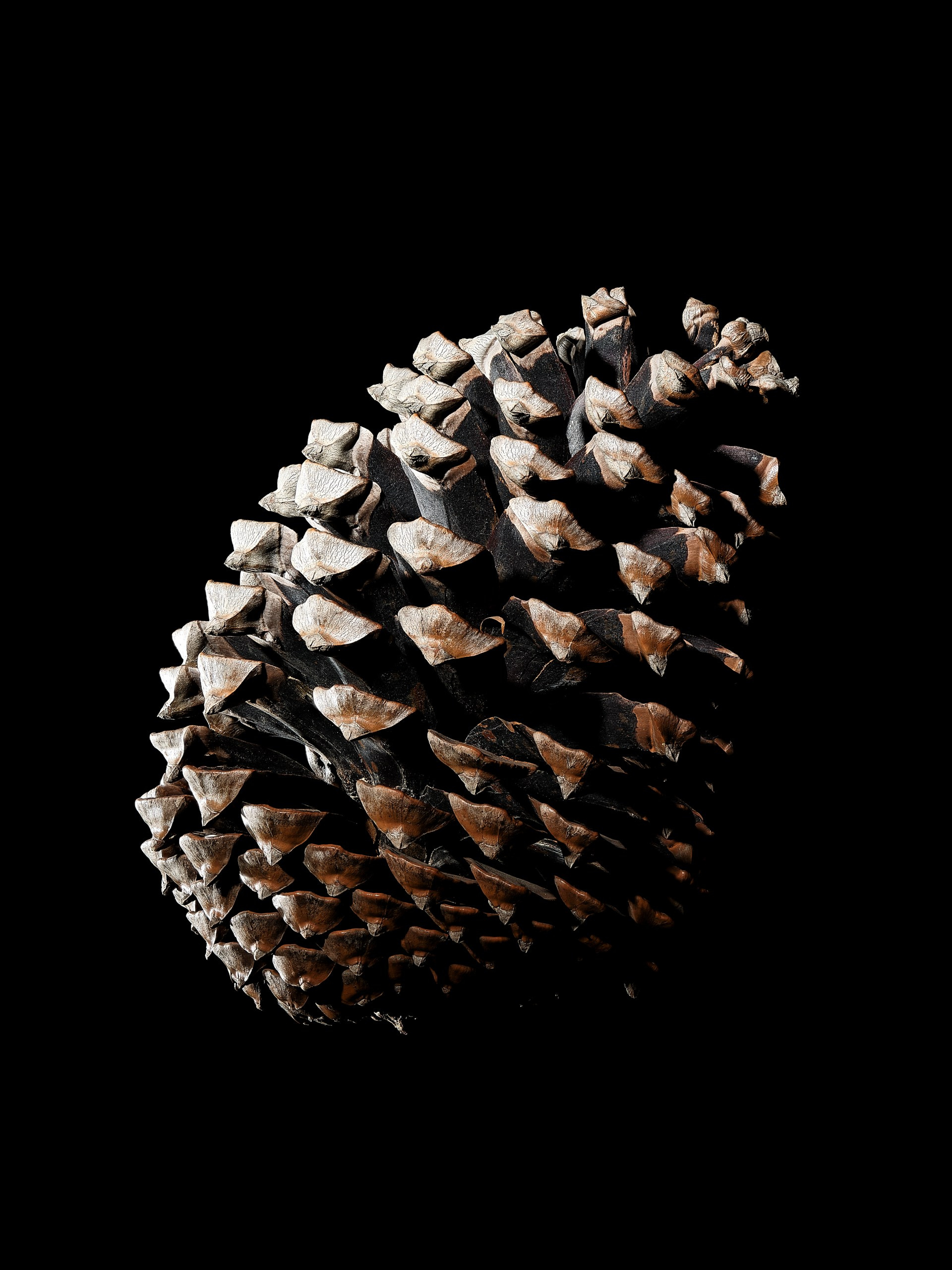 Сосновая шишка в диагональной композиции на чёрном фоне, серия DENSITY, авторская арт-фотография