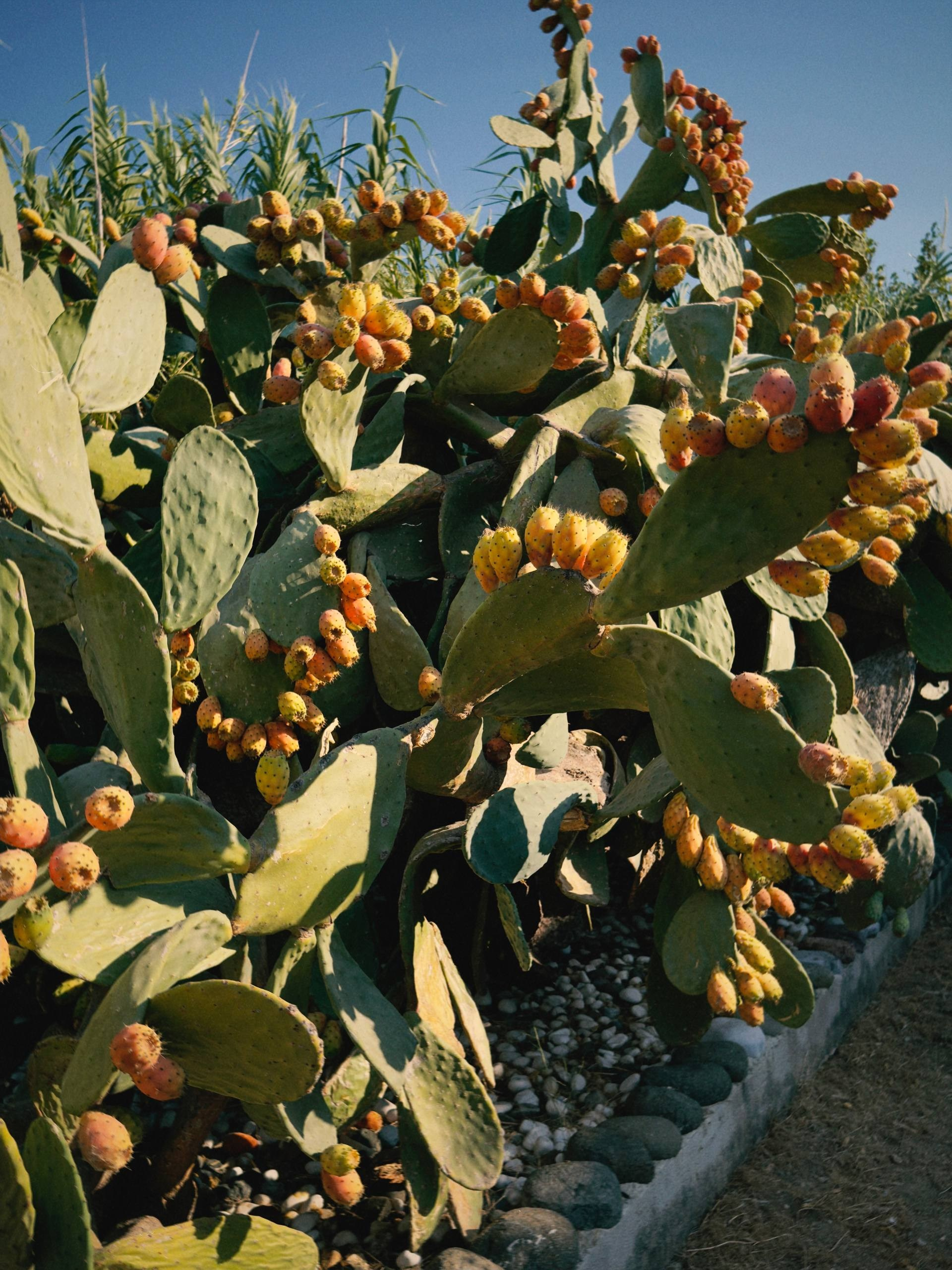 Жизнь на эгейском побережье Турции: едим кактусы и пьем шампанское у моря