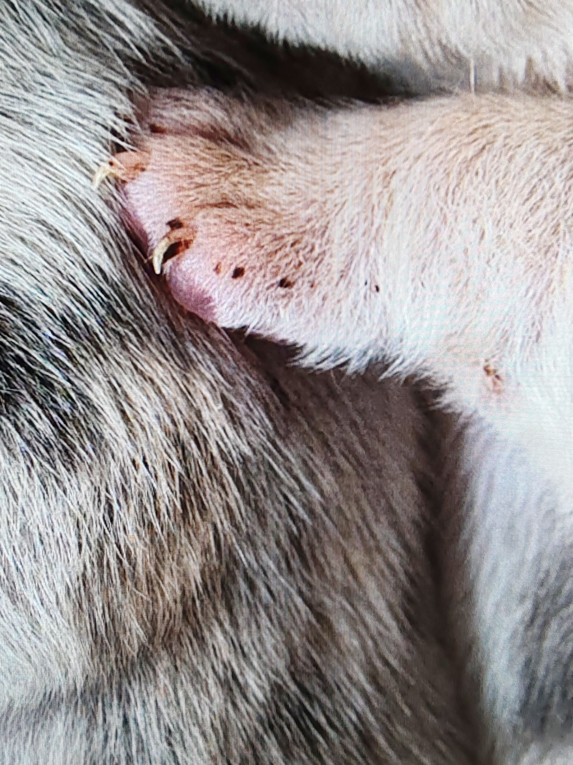 Фотосессия новорожденных щенков. Фотограф собак в Москве и Московской области Иванушкина Мария