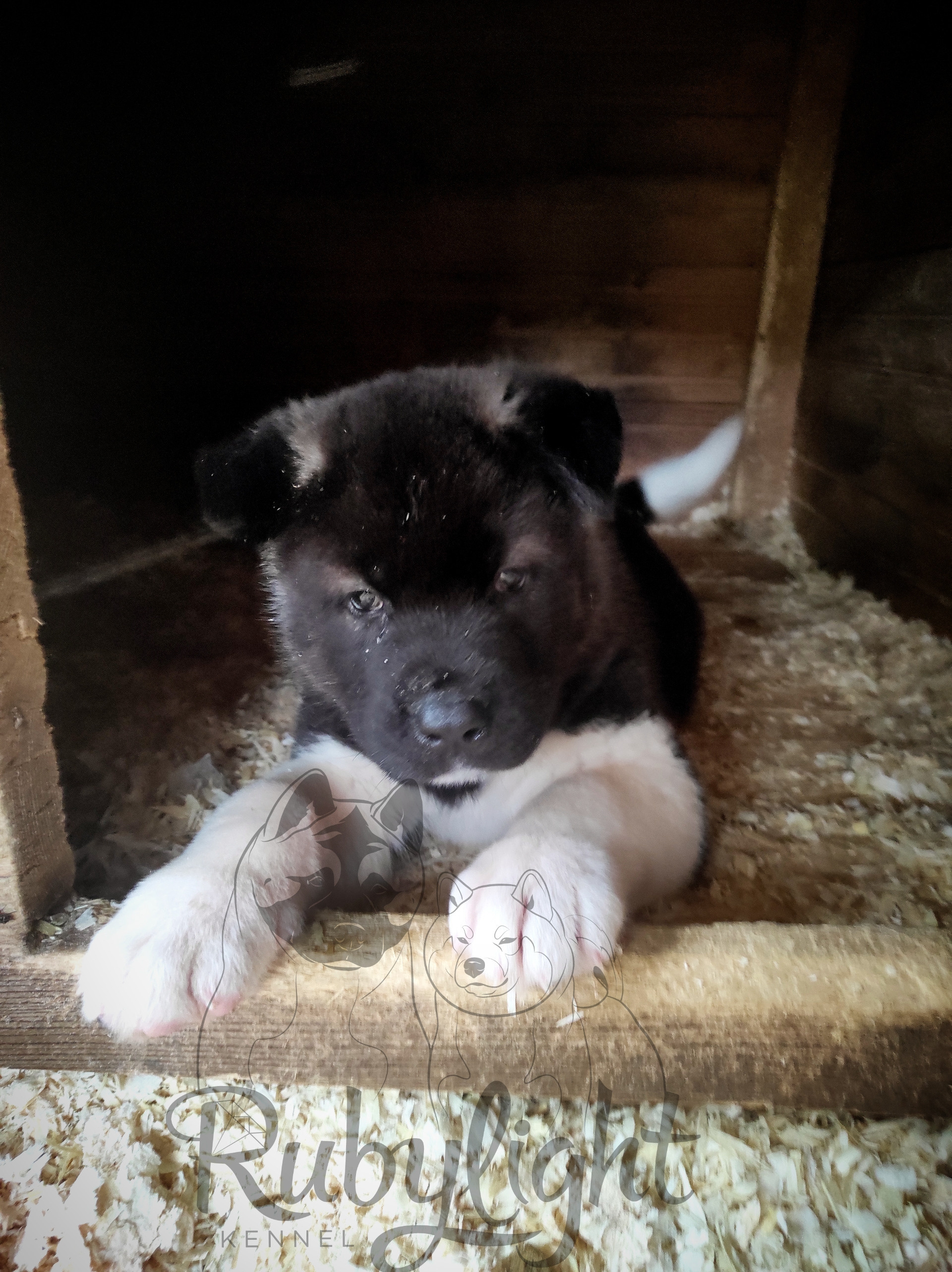 Щенки американская акита. Американская акита I Сиба ину I Питомник RUBYLIGHT