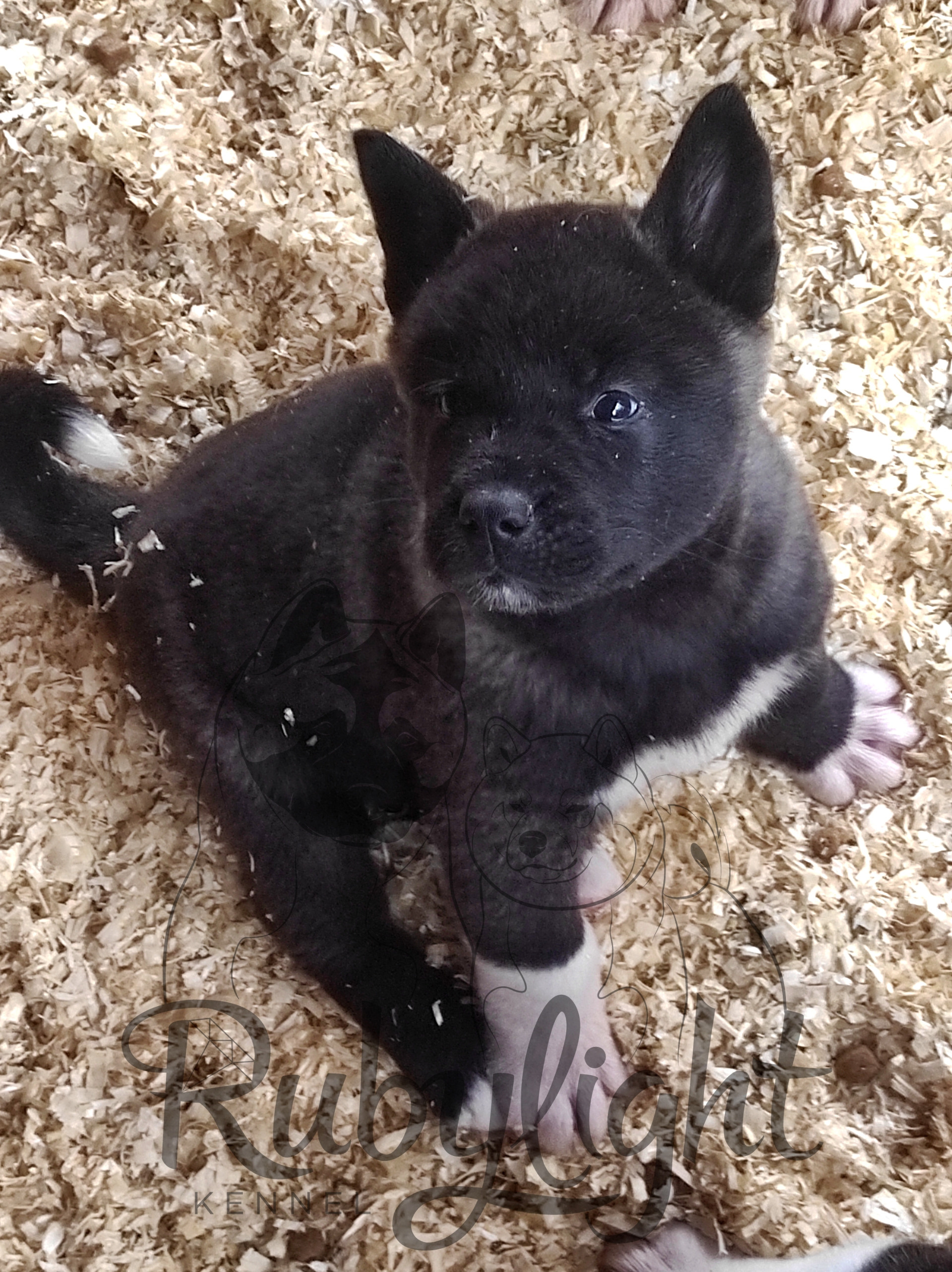 Щенки американская акита. Американская акита I Сиба ину I Питомник RUBYLIGHT