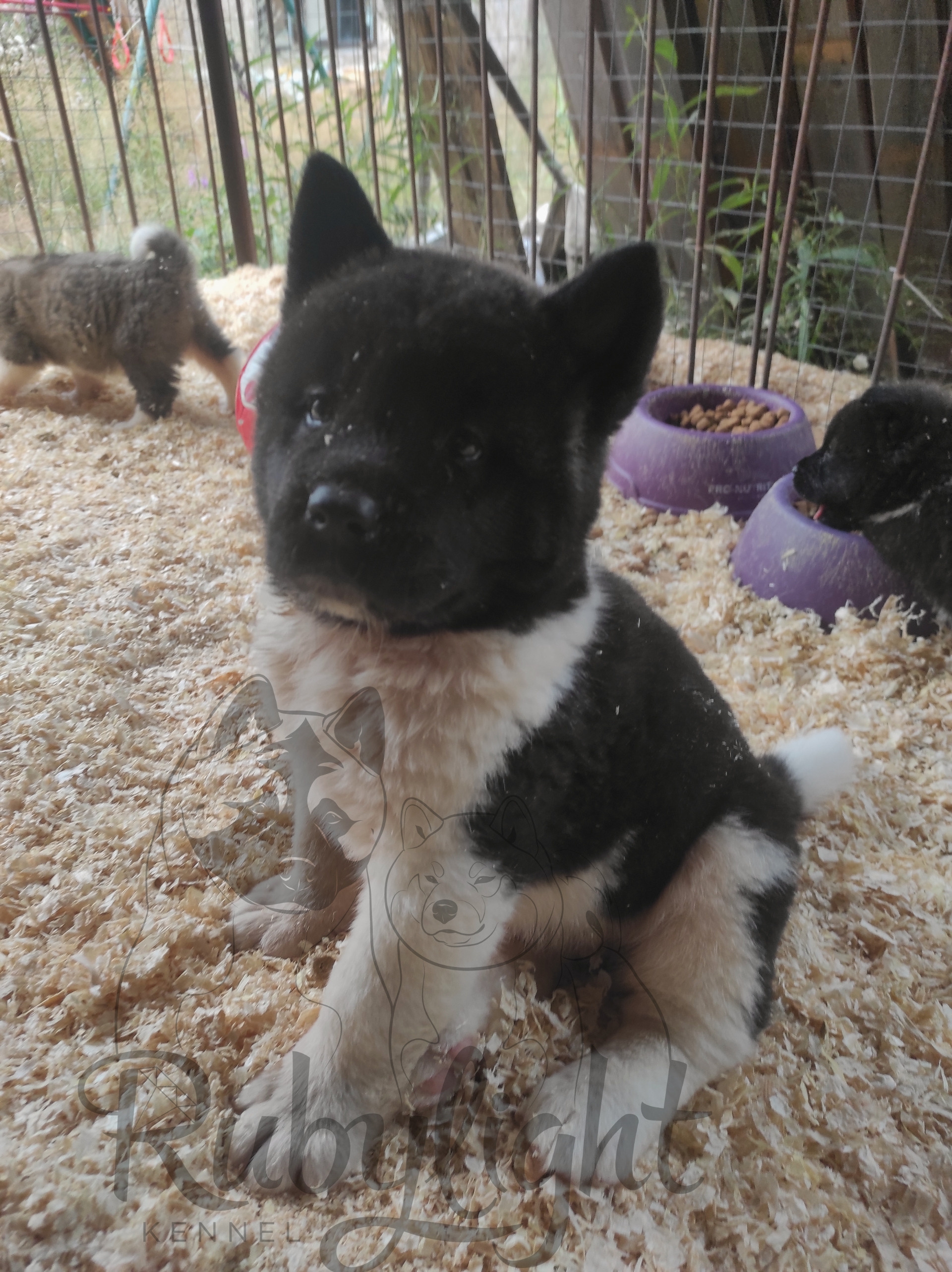 Щенки американская акита. Американская акита I Сиба ину I Питомник RUBYLIGHT