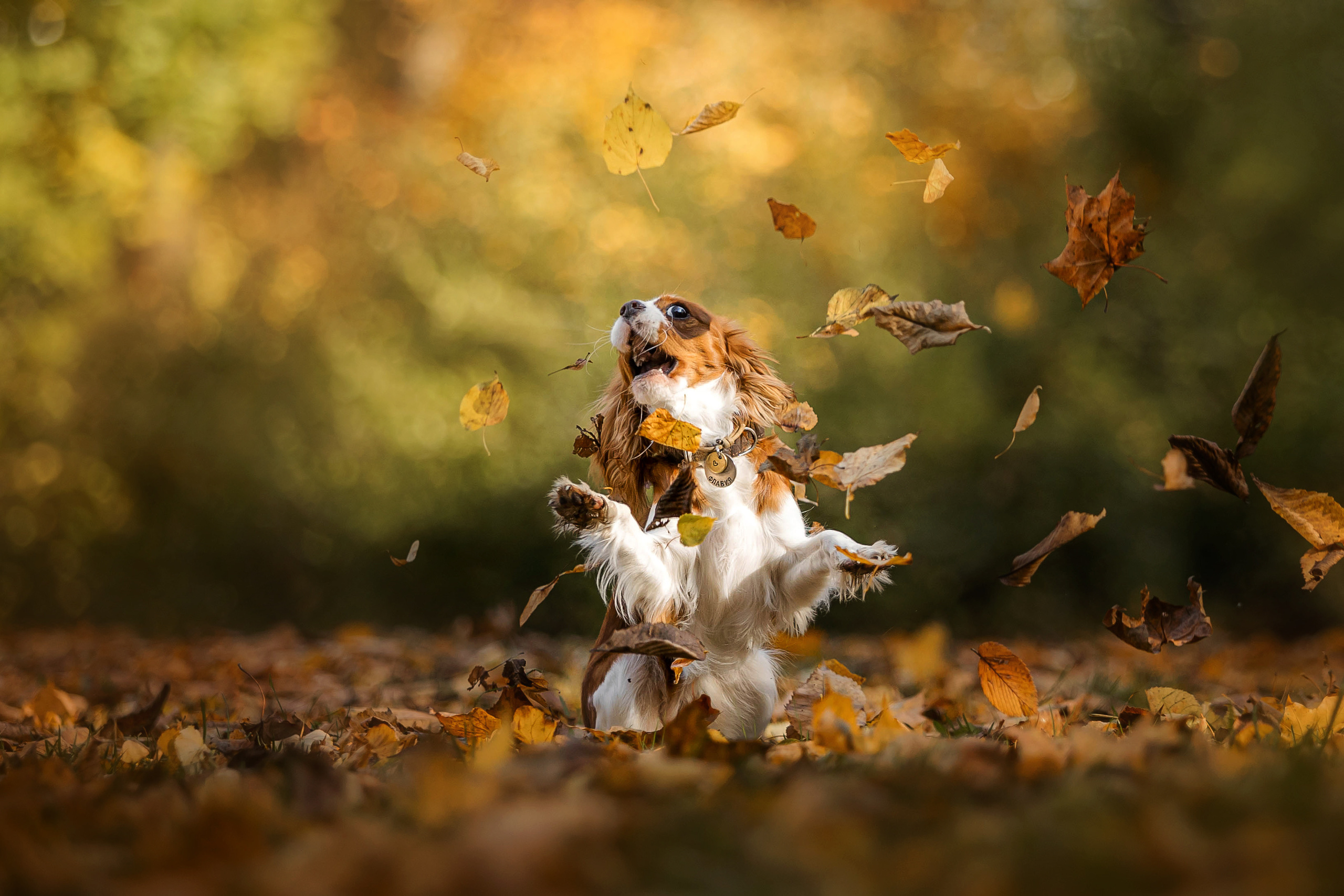 Как фотографировать домашних животных