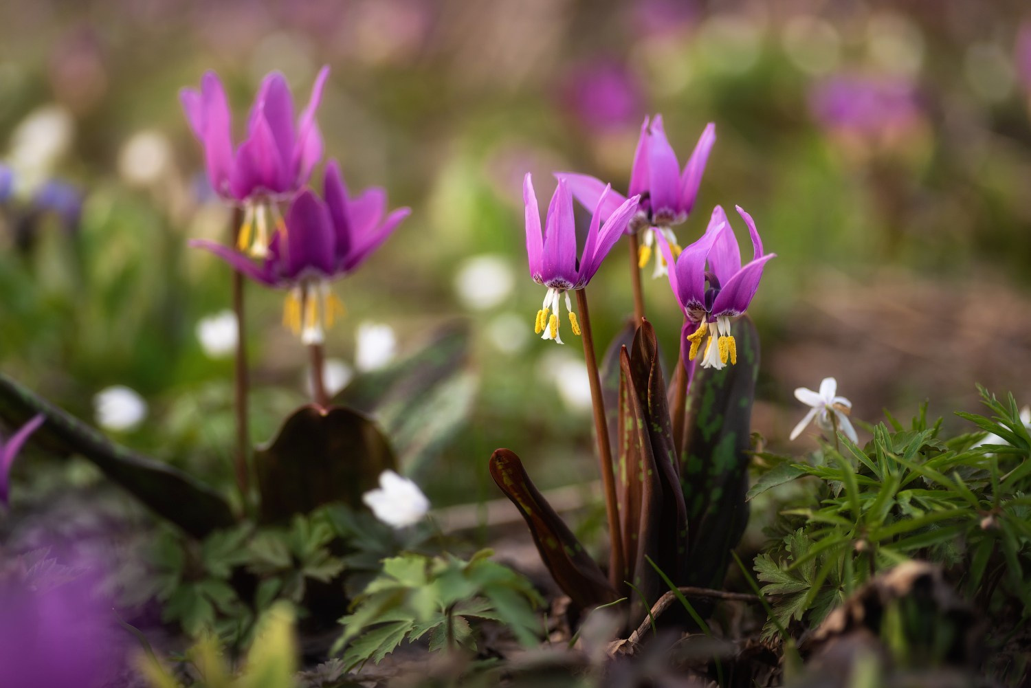 Кандык сибирский: живой реликт. Профессиональный пейзажный фотограф Алёна Рубан