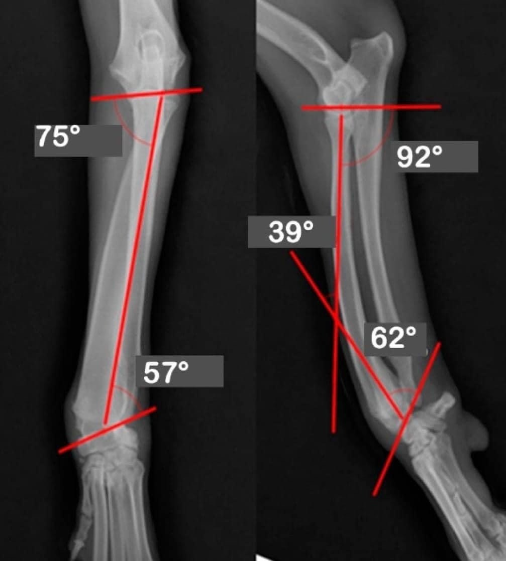 американский булли Юг, американский булли южный округ, лучшие американские булли на юге россии, топовые булли в россии, топовые американские булли в россии, ТОП булли, Топ американский булли, самые крутые американские булли, булли клаccик, булли покет, булли стандарт, булли экзот, булли xl, амeриканский булли, щенок булли, американский булли питомник, американский булли купить, американский булли щенок, американский булли москва, американский булли ростов-на-дону, американский булли краснодар, американский булли ставрополь, американский булли волгоград, американский булли семфирополь, американский булли ставрополь, американский булли сочи, американский булли воронеж, американский булли питер, американский булли санкт-петербург, американский булли Казань, американский булли Новосибирск, американский булли Челябинск, американский булли Ростов, американский булли Луганск, американский булли Донецк, американский булли покет, американский булли классик.американский булли ,американский булли щенки , американский булли купить ,американский булли фото , американский булли покет , собака американский булли , порода американский булли , американский булли цена , купить щенка американского булли ,американский булли характеристика , порода собак американский булли, питомник американских булли , американский булли отзывы, американский булли стандарт , американский булли отзывы владельцев, американский булли xl , россия американские булли , американские булли москва , американский булли вес , американский булли цена щенка, американский булли породы собак сша , американский булли размеры , американский булли классик , американский булли классика , американский булли характеристика породы , авито американский булли , сколько стоит американский булли , окрасы американских булли , американский булли виды , американский булли типы , американский булли цена в россии , американский булли экзот , американский булли микро , американский булли мини , собака американский булли фото , американский булли спб , американский булли характер , минусы американского булли , купить американского булли в москве , американские булли сколько щенков , плюсы американского булли , американский булли плюсы и минусы , взрослый американский булли , американский булли фото цена , американский булли фото щенков , американский булли крым , сколько живут американские булли , американский булли описание , американский булли купить авито , американский булли ростов , собачий питомник , питомник для собак , собаки , порода , щенки, щенок для детей, щенок для ребенка, щенок для семьи, собака для ребенка, питомник BULLY LOVERS, питомник THE POWER OF SIBERIA, питомник Ultimate Bully, питомник FORTIS FORTUNA VALIDI, питомник EXTREME BEAR, питомник American Dream, Питомник RUSSIAN BULLS, питомник ТАРУС & BULLY LAND, питомник Bully Ranch P&N, Питомник ANTREABULLS, питомник Ambully House, питомник Mar Nero, питомник Alfabulls, #micro #microbully #ambully #ambullys #ambullylife #ambullyforlife #ambullyworld #ambullylove #ambullylover #ambullylovers #ambullyloversfans #americanbullybreed #americanbullykennelclub #американскийбуллипитомник #bullies #bulliesallday #bulliesofig #bulliesofinsta #bulliesofinstagram #instabullies #bullieslife #bullymag #americanbully_feature #americanbullydog #tribullies #americanbullyblue #americanbullytricolor #bullystick #americanbullyStud, американский булли,американский булли щенки,американский булли купить,американский булли покет,американский булли фото,собака американский булли,порода американский булли,американский булли цена,американский булли купить щенка,американский булли характеристика,порода собак американский булли,американский булли отзывы,питомник американских булли,американский булли стандарт,американский булли отзывы владельцев,россия американские булли,американский булли виды,американский булли цена щенка,сколько стоит американский булли,американский булли цена в россии,американские булли москва,американский булли xl,американский булли размеры,типы американских булли,американский булли мини,американский булли вес,авито американский булли,американский булли породы собак сша,американский булли микро,американский булли характеристика породы,американский булли экзот,американский булли классик,американский булли классика,собака американский булли фото,американский булли характер,минусы американского булли,американские булли спб,американский булли окрасы,американский булли купить в москве,американские булли сколько щенков,плюсы американского булли,американский булли видео,американский булли плюсы и минусы,американский булли щенок фото,взрослый американский булли,американский булли девочка,американский булли описание,сколько живут американские булли,американский булли покет купить,американский булли крым,american bully,american bully ru,american bully ru shchenki,https american bully ru,https american bully ru shchenki,american bully xl,american bully питомник,american bully dog,american bully kennel,american dream bully,american bully pocket,american bully kennel club,all american bully фильм смотреть,american bully xxl,reddit american bully,american bully ru shchenki html,american bully wise,celina innovations crochet american bully part,https american bully ru shchenki html,american bully classic,питомник американских булли,питомник собак американский булли,питомник американских булли в крыму,питомник собак в крыму американские булли,питомник в крыму американский булли последние,питомник американских булли в москве,американские булли купить питомник,питомник американских булли в россии,питомник американских булли покеткупить щенка американский булли питомник,американские булли цена питомники,питомник американских булли в спб,питомник американских булли яна,купить американского булли в москве питомник,питомник американских булли в москве и московской,официальные питомники американских булли,крым питомник американских булли яна,булли американский купить питомник цена,москва и область питомники американских булли,питомник американских булли яна и гоша,американские булли подмосковья питомник,американский булли стандарт питомник,питомник американских булли екатеринбург,питомник американских булли ростов,лучшие питомники американских булли,питомник собак крым американский булли яна,яна питомник собак американский булли,американский булли купить в спб питомник,американский булли питомник львиное сердце уфа,американский булли питомник львиное сердце уфа вк,американский булли лучший питомник россии,американский булли питомник краснодар,американский булли купить спб щенка питомник,американский булли покет питомник москва,американский булли сайт питомник,питомник американский булли официальный сайт,питомник американских булли в челябинске,питомники американских булли в россии список лучших,питомник собак американских булли серпухов,питомник собак дзен американский булли,американский булли xl питомник,питомник американских булли в талдоме,питомник и цена американ американский булли,фаворит гигант питомник американских булли,американский булли купить,американский булли купить щенка,американский булли купить в москве,американский булли покет купить,американский булли купить щенка в москве,американский булли купить авито,купить американский булли цена,купить американского булли в спб,купить собаку американский булли,американский булли купить щенка цена,американский булли покет купить щенка,американский булли купить в беларуси,американский булли стандарт купить,американский булли купить москва московская область,купить американского булли в россии,купить американского булли в московской области,американский булли купить в екатеринбурге,американский булли купить в новосибирске,американский булли купить щенка в спб,