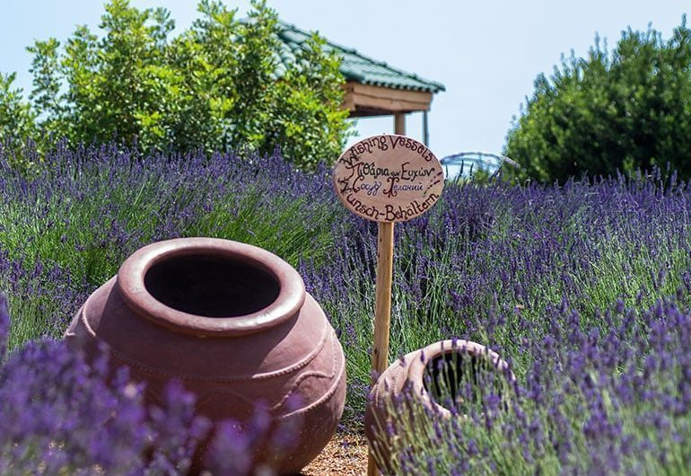 Масло лаванды. VDAO.RU — исцеляющие практики