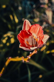 Фото-прогулка. Пенкин Александр