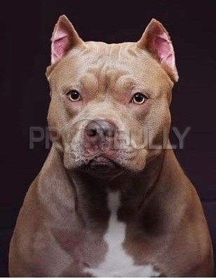 красивая сука American Bully классик