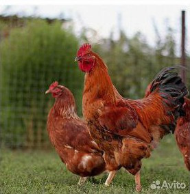 Платья с историей. ВИЗУАЛЬНЫЙ КОНТЕНТ ДЛЯ ЭКСПЕРТОВ И БРЕНДОВ