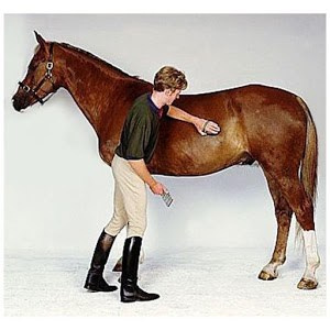How to buy a horse. Liana Antanovich | Equestrian Strategies