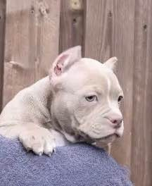 Щенки Американский булли. ПИТОМНИК СОБАК ПОРОДЫ АМЕРИКАНСКИЙ БУЛЛИ