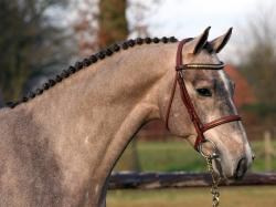 How to buy a horse. Liana Antanovich | Equestrian Strategies