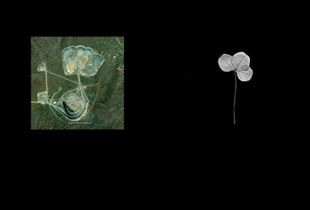 Урок «Гербарий» Пакет