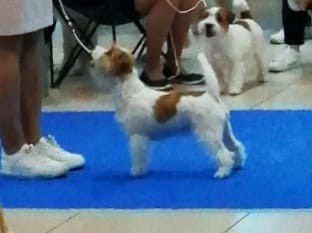 ZOLOTAYA KORONA KIARA. Lovely-Orange питомник джек рассел терьеров