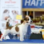 ЕВРАЗИЯ 2014. Lovely-Orange питомник джек рассел терьеров