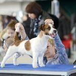 ЕВРАЗИЯ 2014. Lovely-Orange питомник джек рассел терьеров