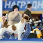 ЕВРАЗИЯ 2014. Lovely-Orange питомник джек рассел терьеров