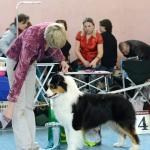 ЕВРАЗИЯ 2014. Lovely-Orange питомник джек рассел терьеров