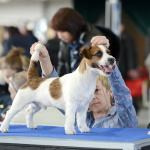 ЕВРАЗИЯ 2014. Lovely-Orange питомник джек рассел терьеров