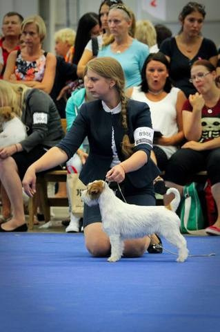 LOVELY-ORANGE X-TRA RUSSIAN BEAUTY. Lovely-Orange питомник джек рассел терьеров