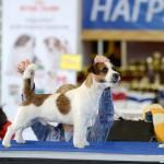 ЕВРАЗИЯ 2014. Lovely-Orange питомник джек рассел терьеров