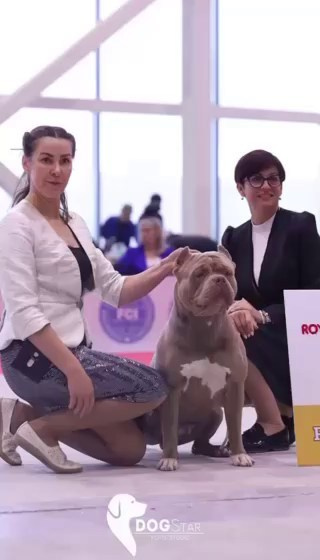 Участие в выставках. Американские булли XL в г. Калининград. Питомник Great Bully UNIVERSE