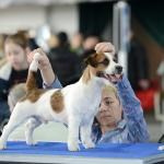 ЕВРАЗИЯ 2014. Lovely-Orange питомник джек рассел терьеров