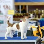 ЕВРАЗИЯ 2014. Lovely-Orange питомник джек рассел терьеров