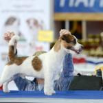 ЕВРАЗИЯ 2014. Lovely-Orange питомник джек рассел терьеров