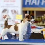 ЕВРАЗИЯ 2014. Lovely-Orange питомник джек рассел терьеров