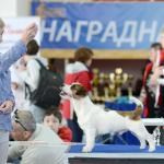 ЕВРАЗИЯ 2014. Lovely-Orange питомник джек рассел терьеров
